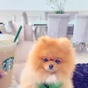 pablo.thepom