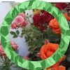 rosa.montenegro11