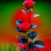 iftikhar.ahmad5616