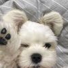 mochi97757