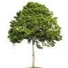 thesupertree