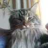 thegr8beardedcat