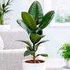 ficus_ssb2_official72