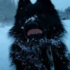 alphagigawolf_69