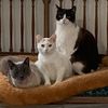 3kitsmom
