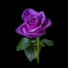 rose_haze1