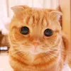 kot_star