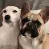 dog.fest