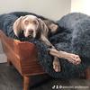 soda_pop_weimaraner