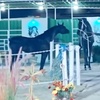 black_horse_q8