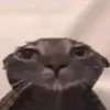_idcaiconcac_