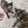 helpthecats6