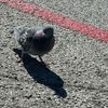 im_a_bird_hoe