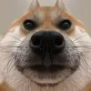 _vixnhphucs