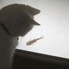 _kittymi4w0