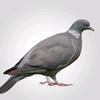 pigeon.52