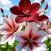 qunh.anh7258