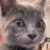 cattcrazyy123