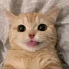 alfredodragon1
