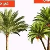 abdulbaqialtoma