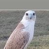 ddsnngsowl