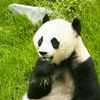 หมีแพนด้าน่ารัก 🐼