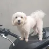 toshi28yumizenki