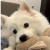 versatilecutepet