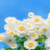 myat29537