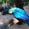 kelitanfarias