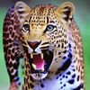 shoaib73477