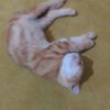 souad.hannechi