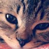 wompacat