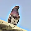 mohammedmohammed0779