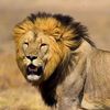 The Lion Centre