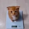 numbeeert