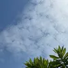 ngocsannguyen11