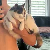 idgafaopp