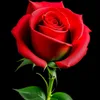 user3221452081534