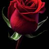 rosesarered770