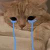 cutiihai