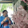 ammi_p