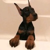 zoo__doberman