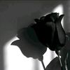 benazir_bilqis24