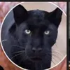 panther_man1