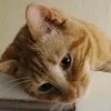 tintinrichar