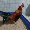 hoangzbz7vm