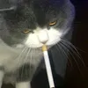 phuctotee