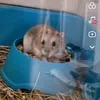 elodiemean8