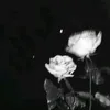 o_medea_o